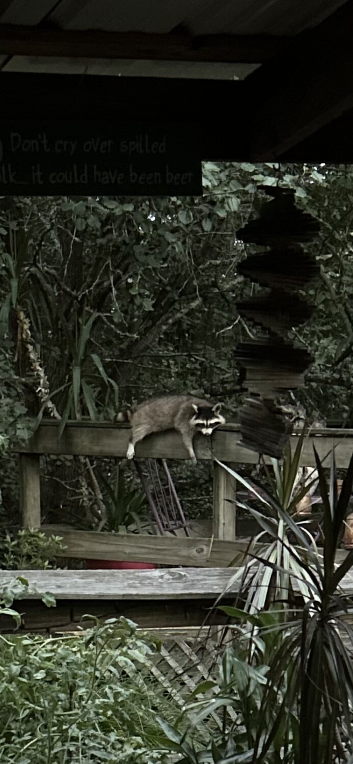 Come on human … I be hungry