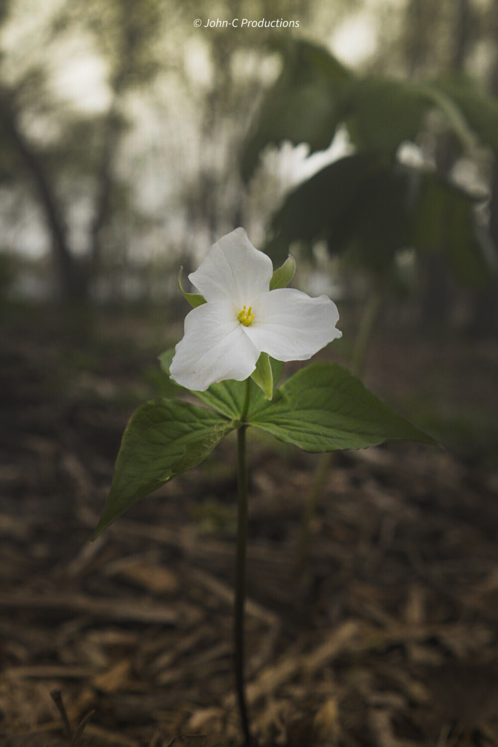 The flower that still stands