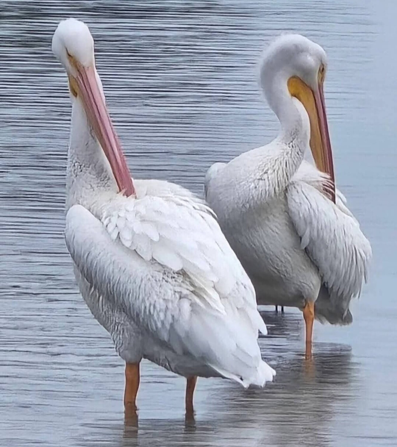 White Pelicans