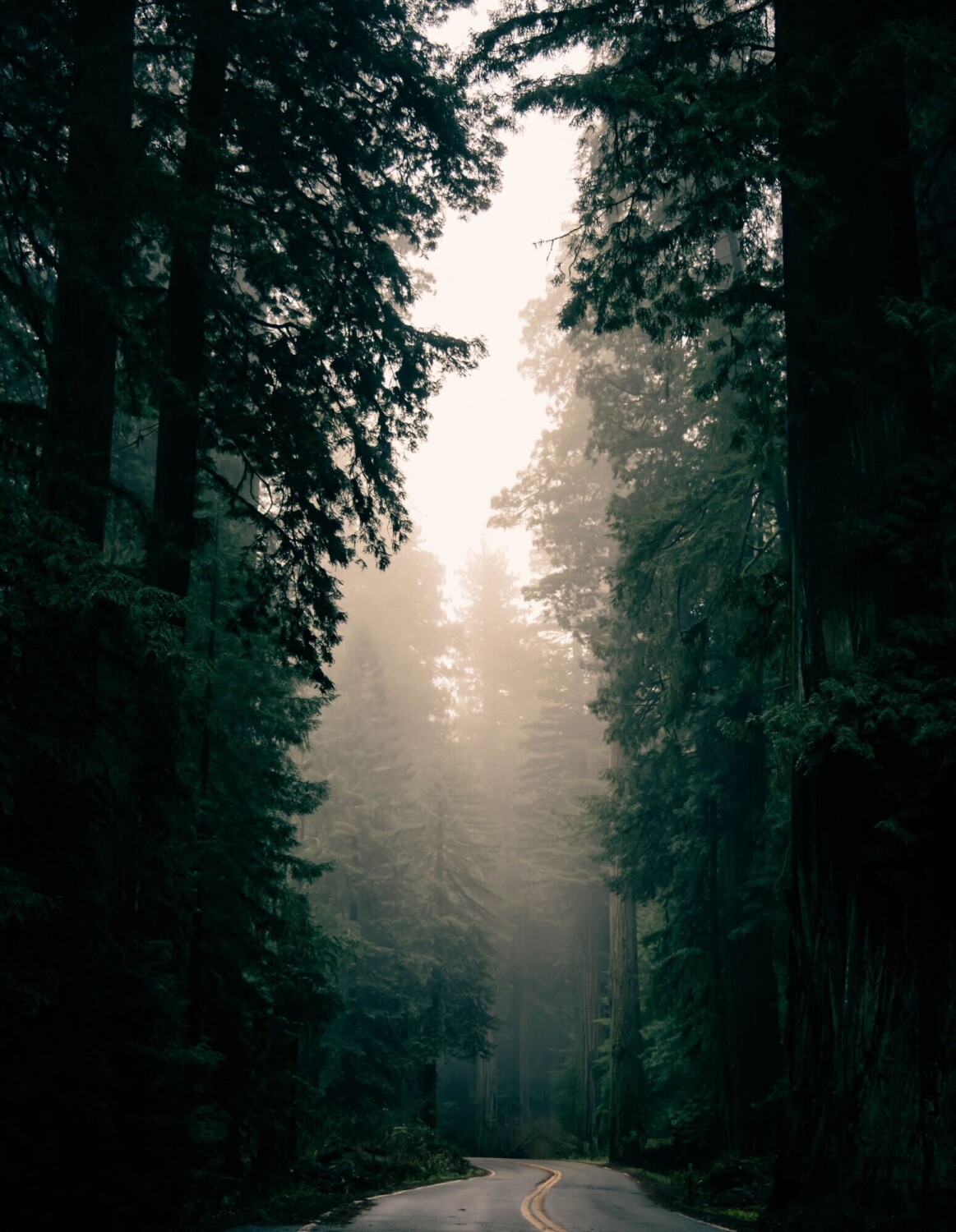 Trees of Mystery