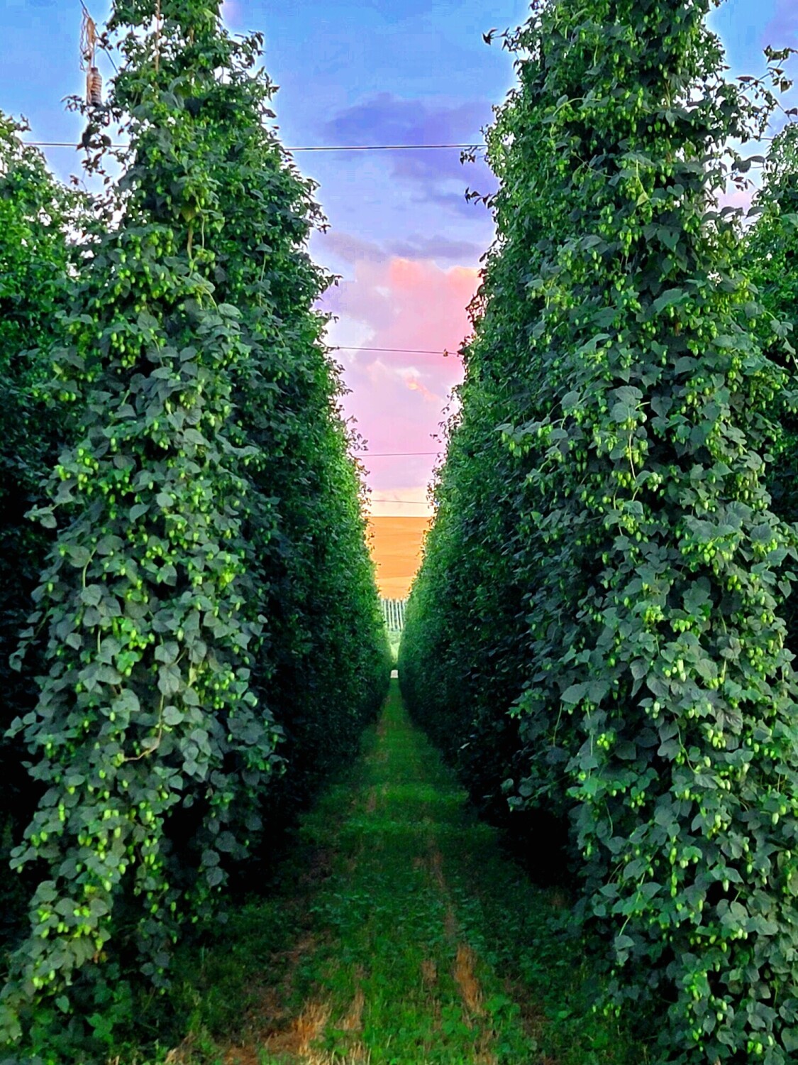 Field of hops