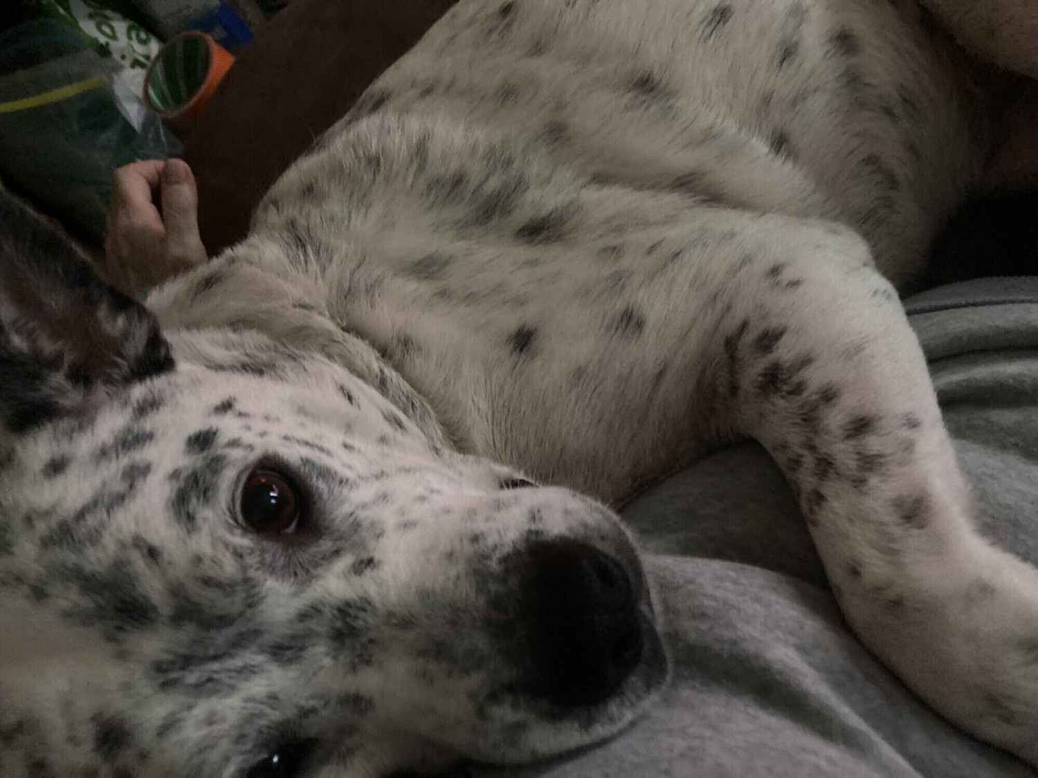 Ruger