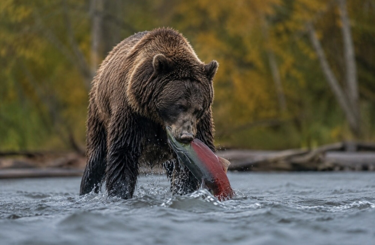 Autumn in Western Canada