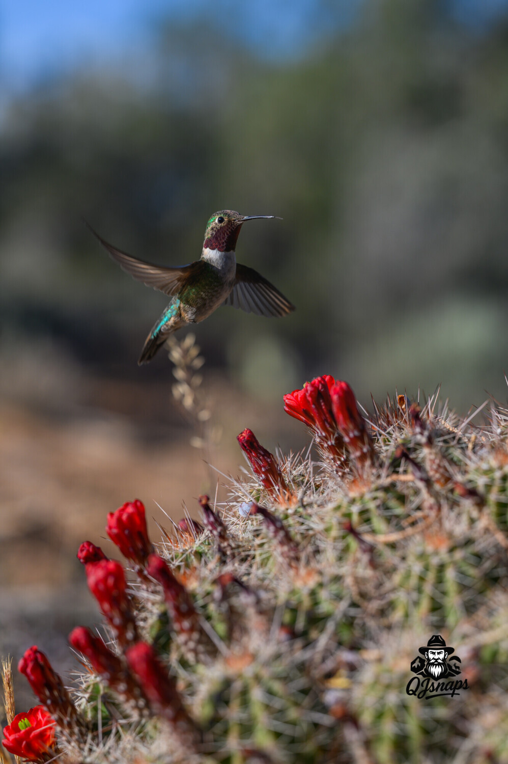 Broad-tailed hummingbird
