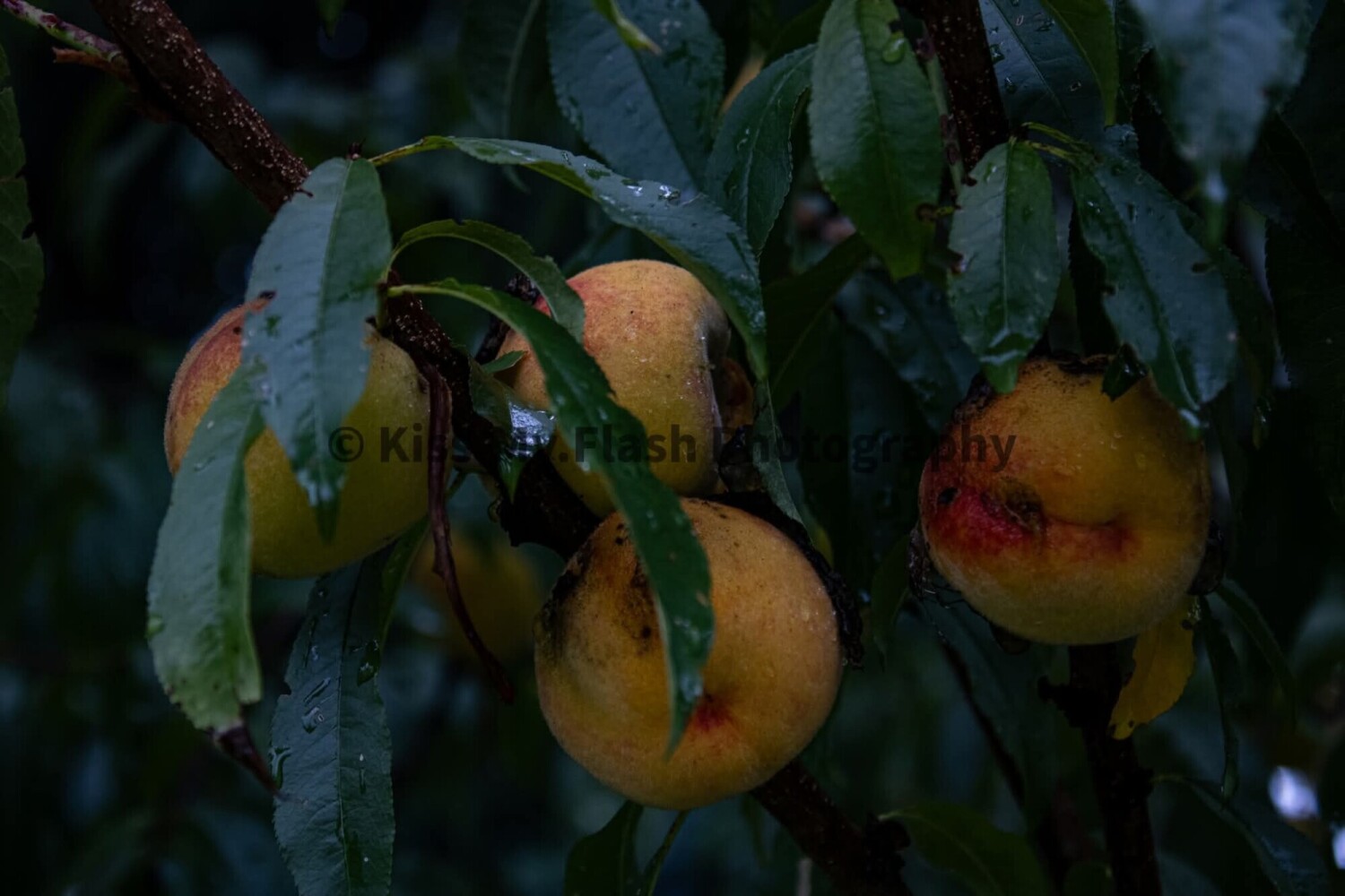Peaches in the rain