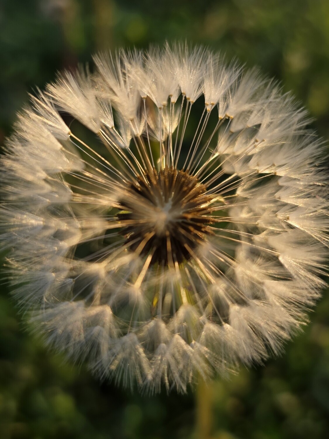A Thousand Wishes