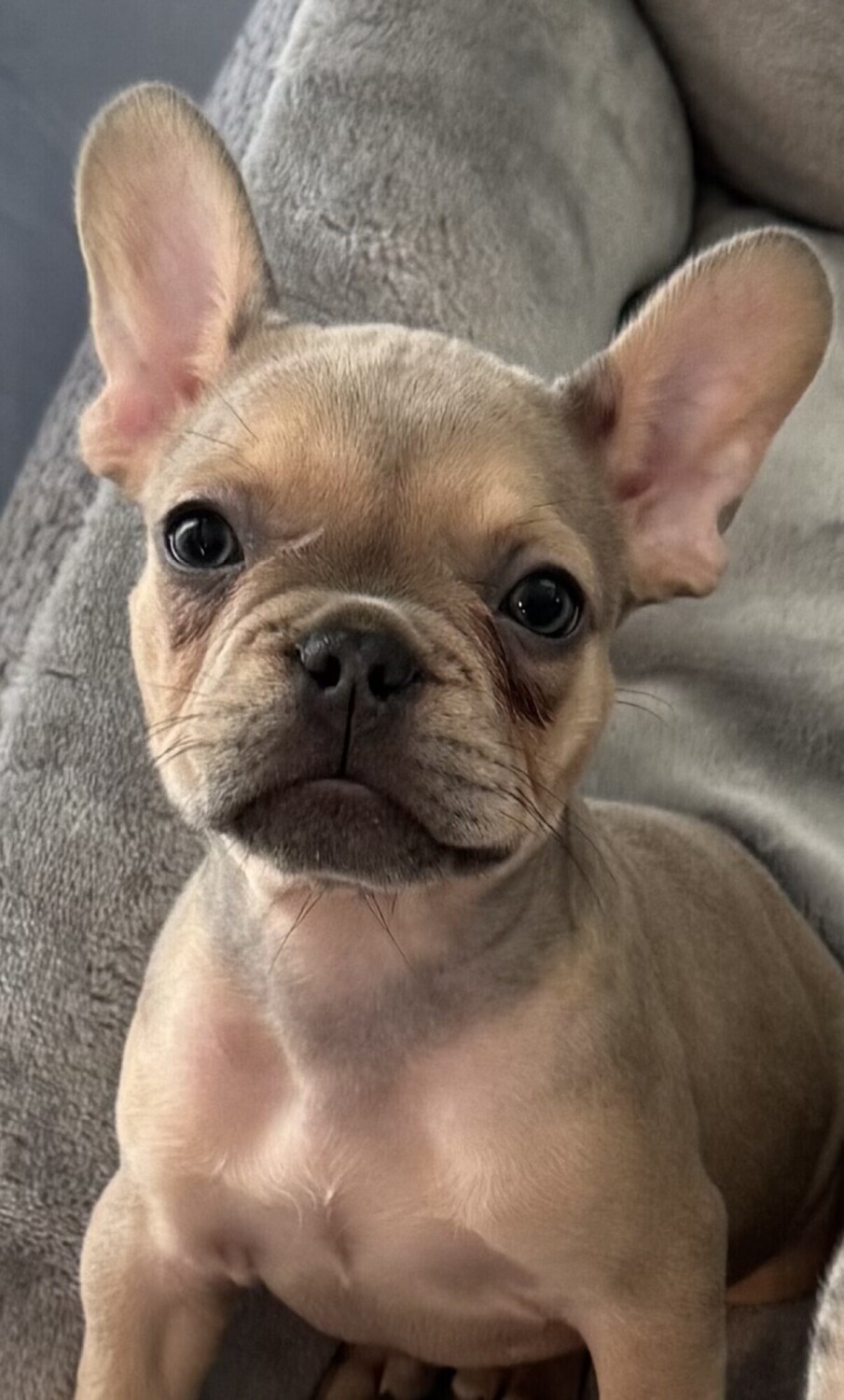 Baby Roxy