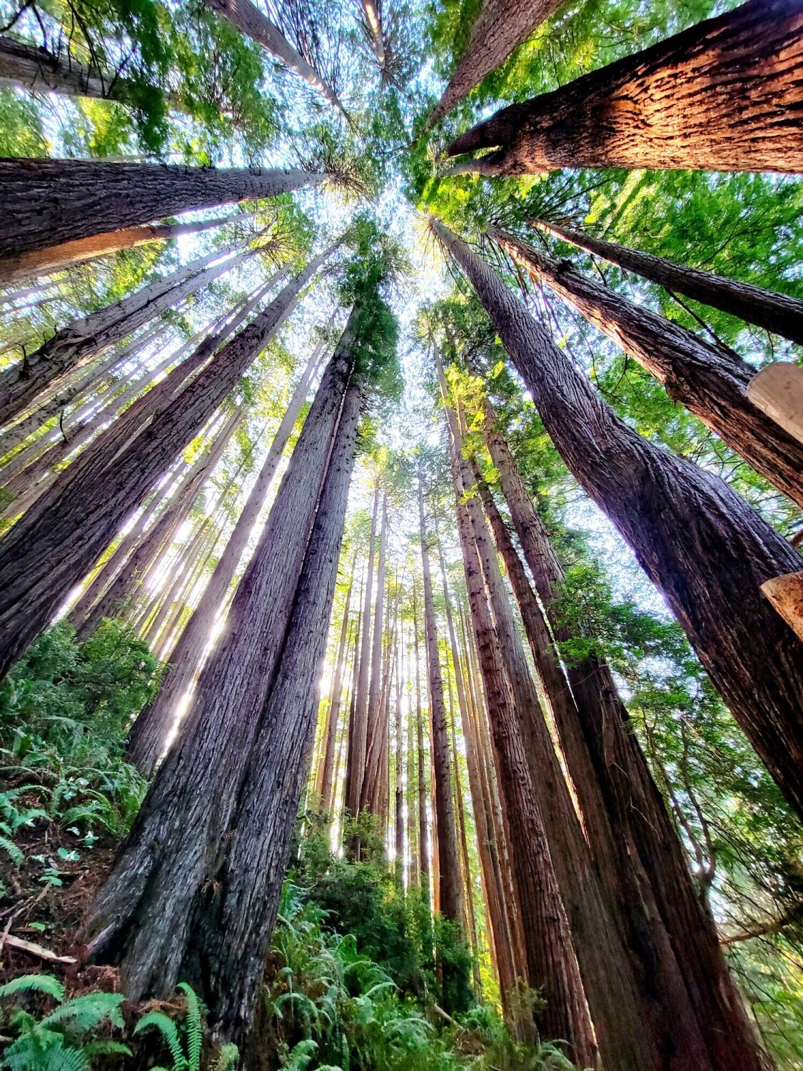 Towards the listening sky