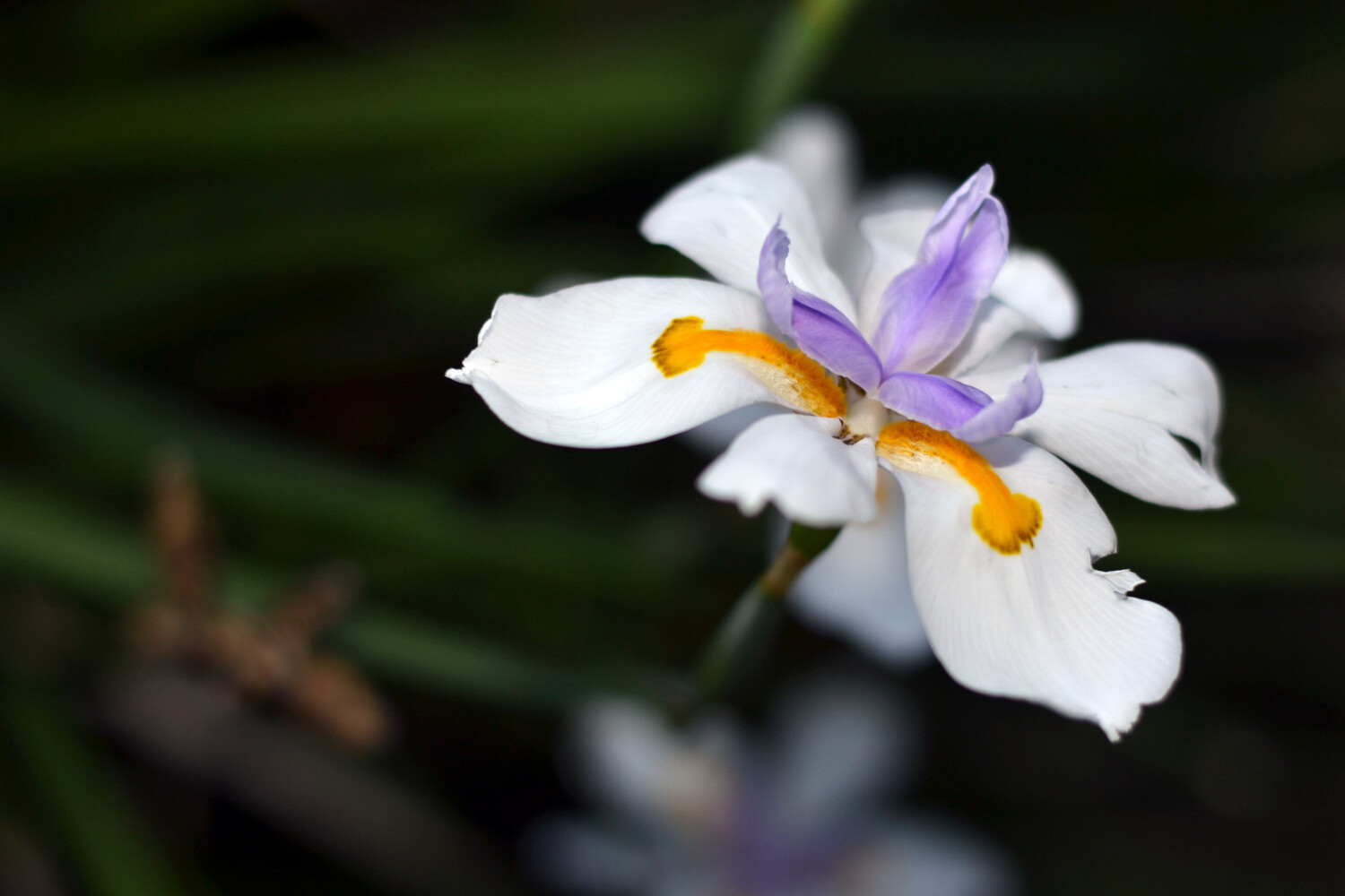 Japanese Iris