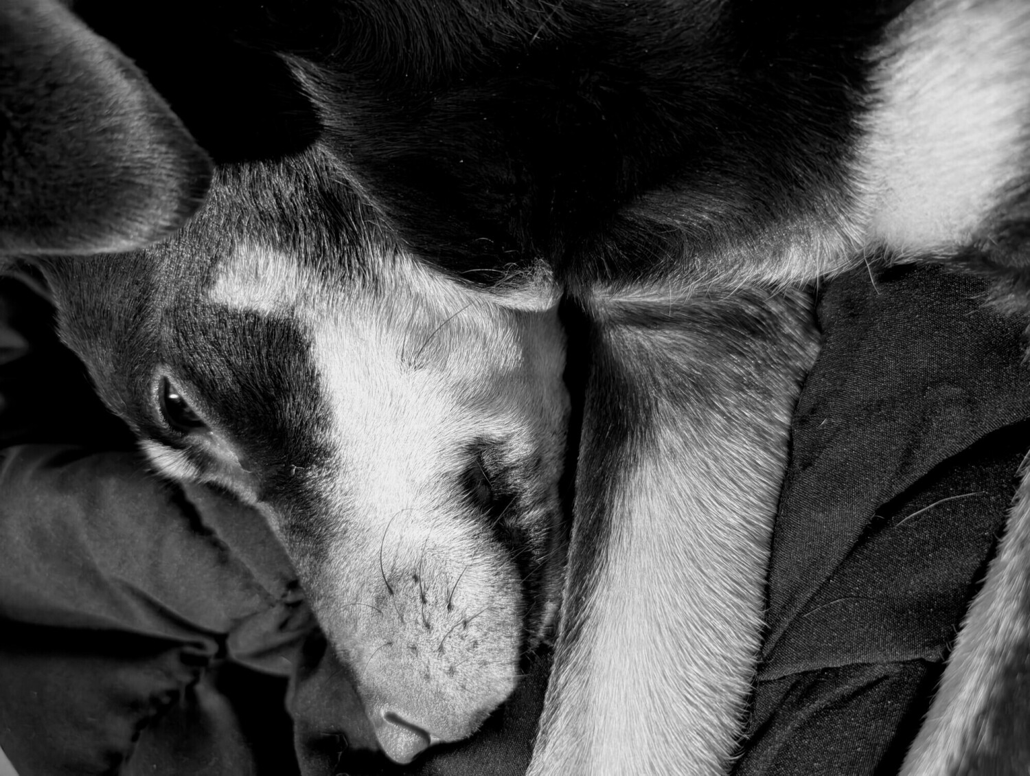 Peace in the Paws