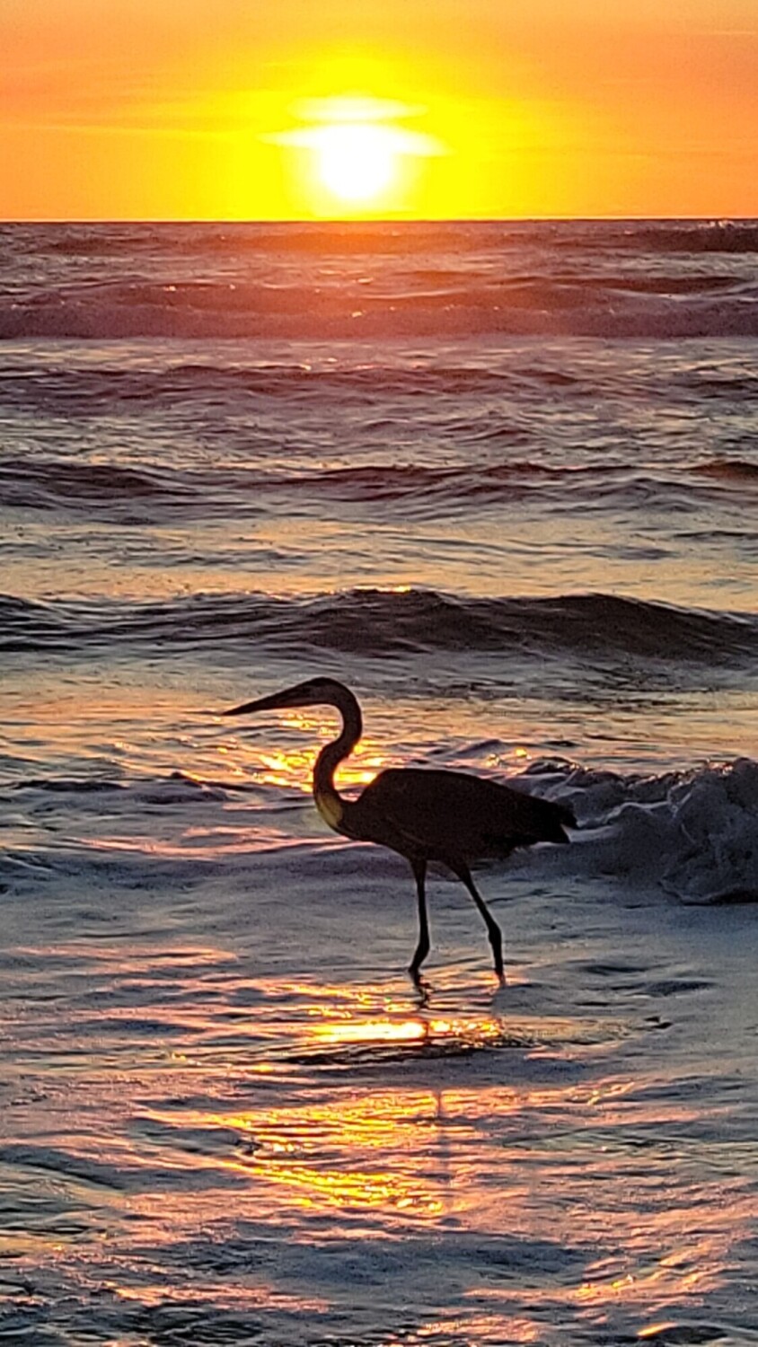 On the hunt in the Sunrise!