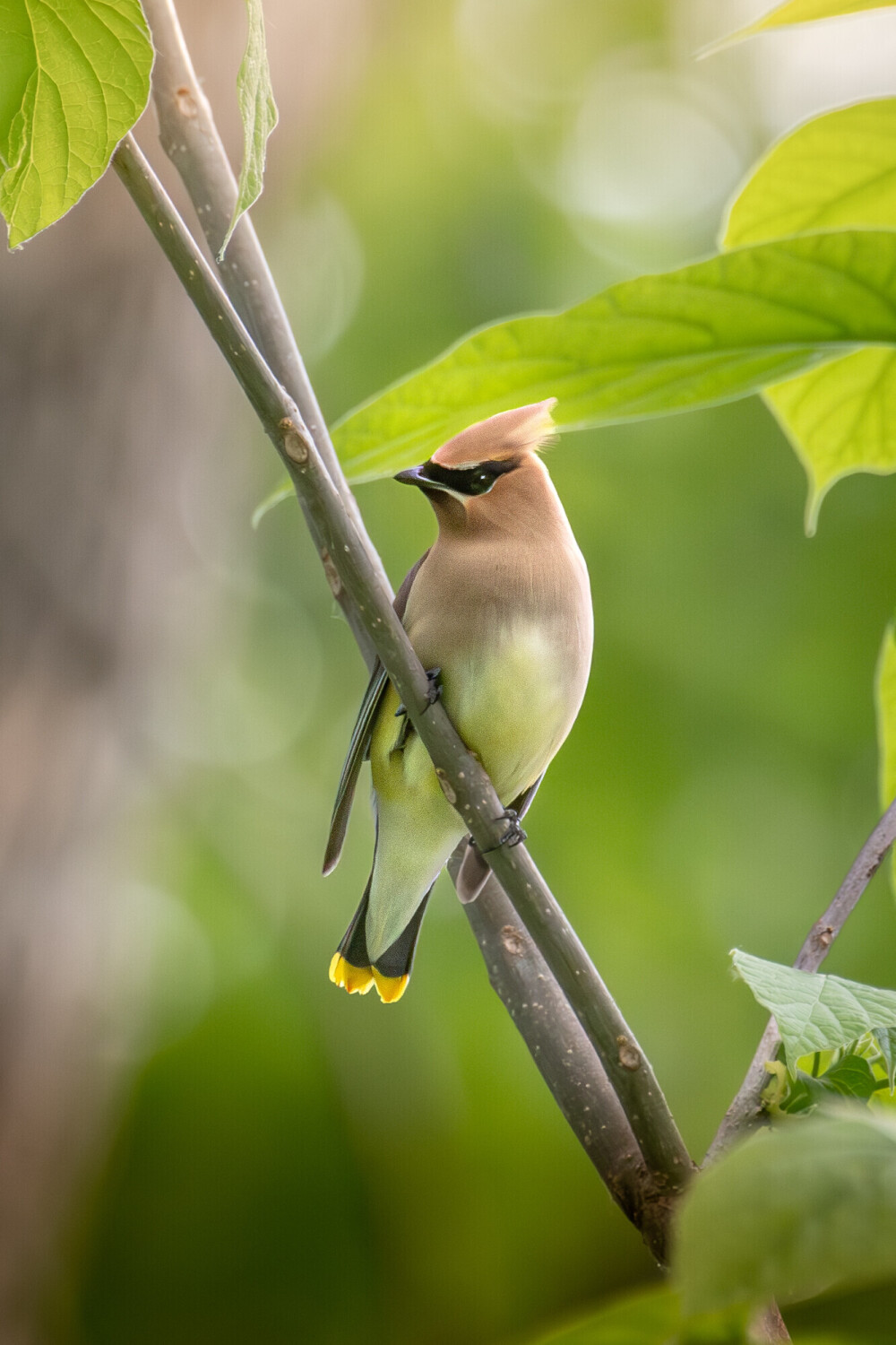 Cedar waxwing at Lock 5