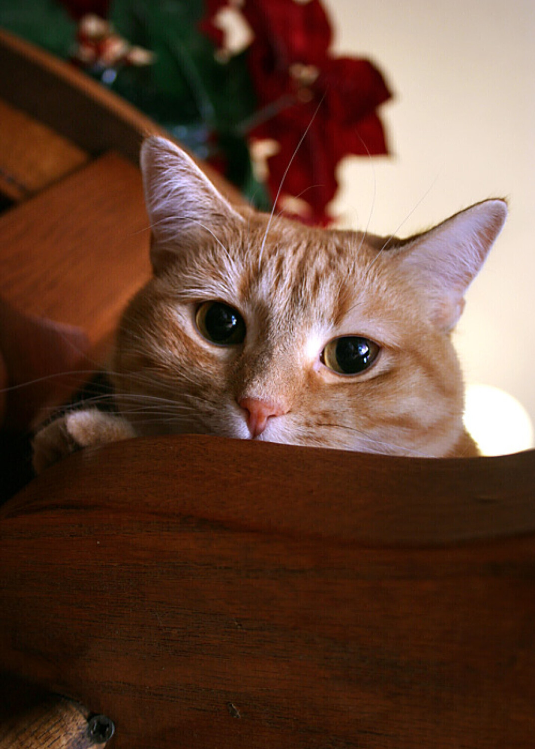 Mischief Has a Pink Nose