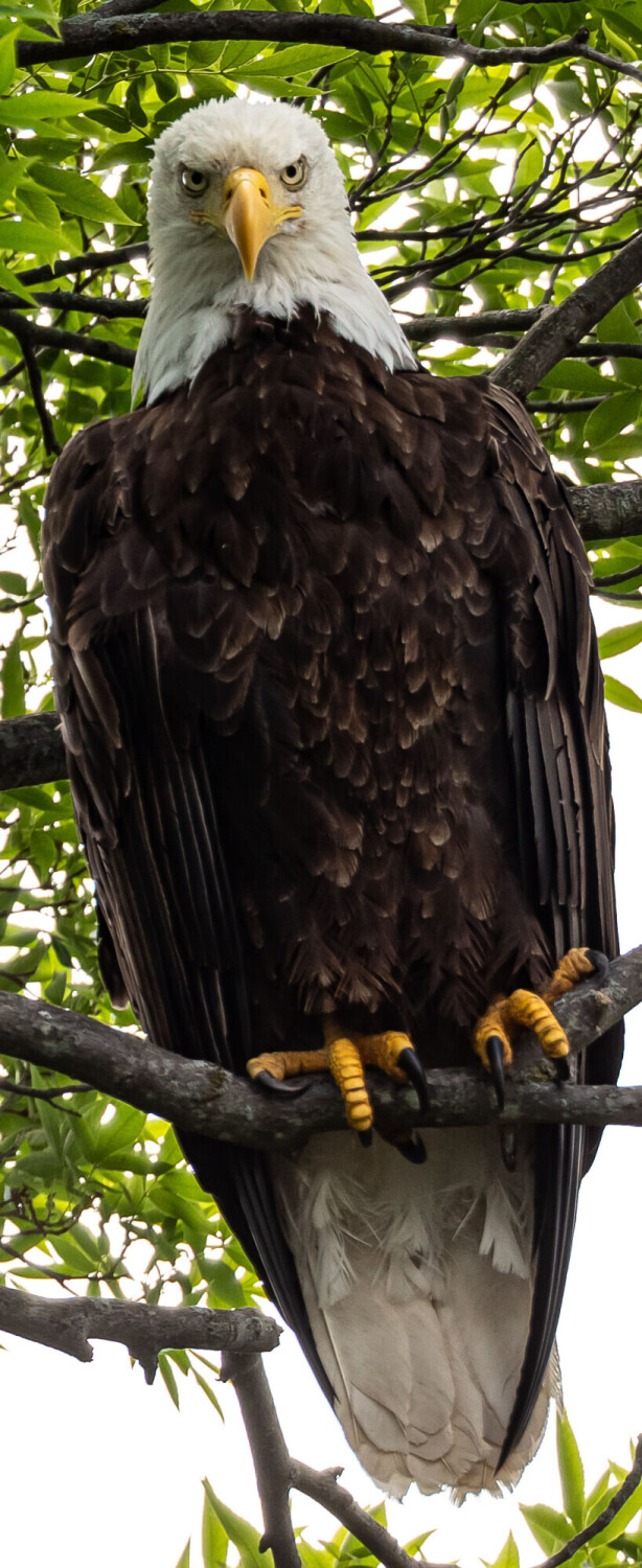 Eagle Creek Bald Eagle