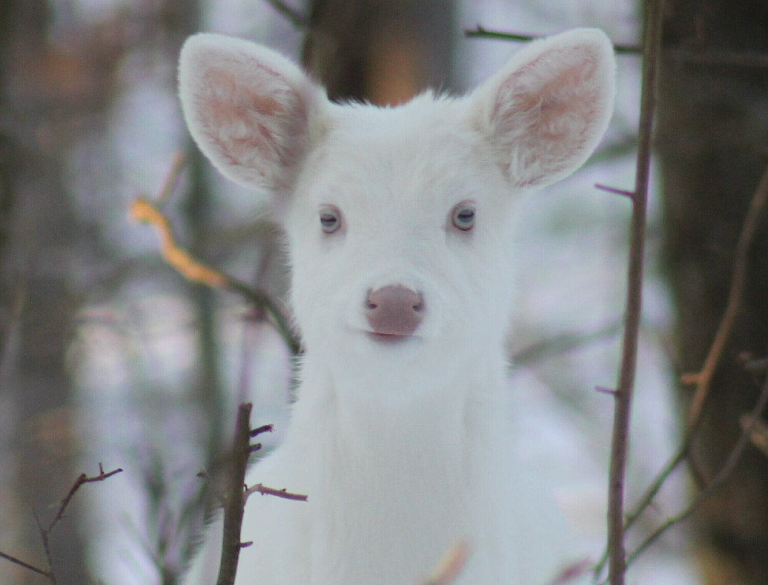 Albino fawn