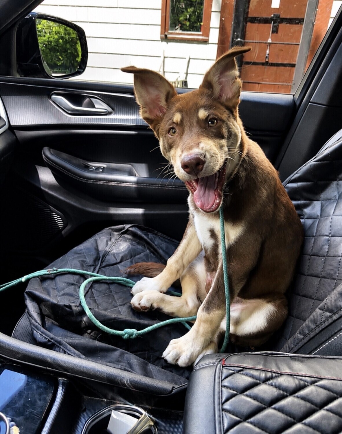Muddy the happy puppy