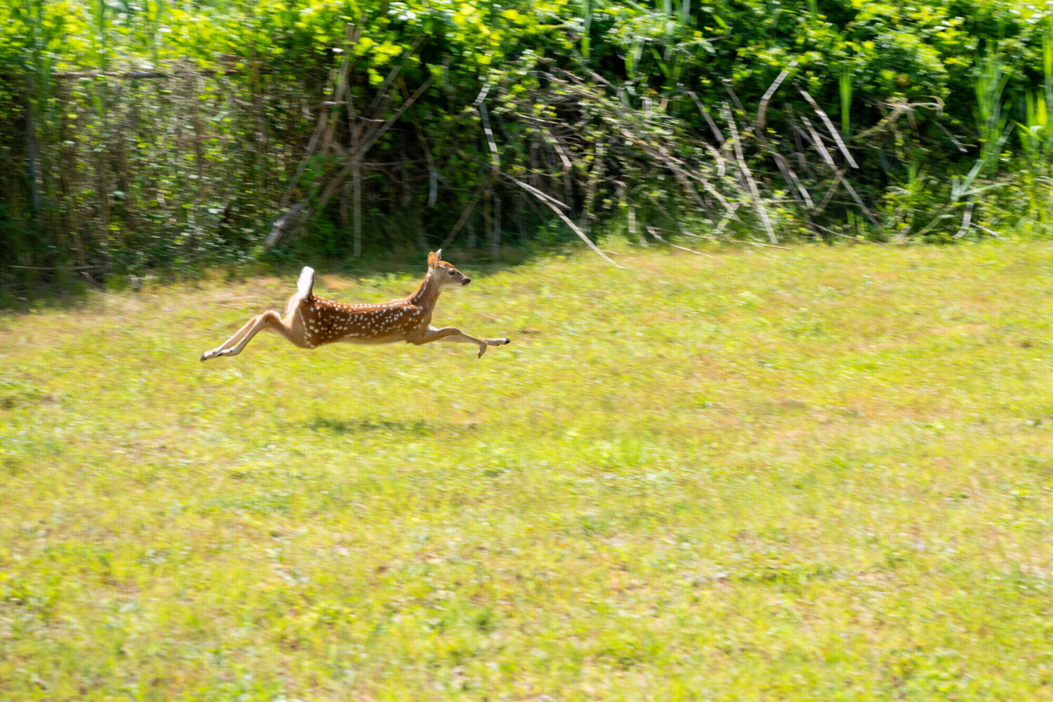 Oh Deer! A New Fawn Rises