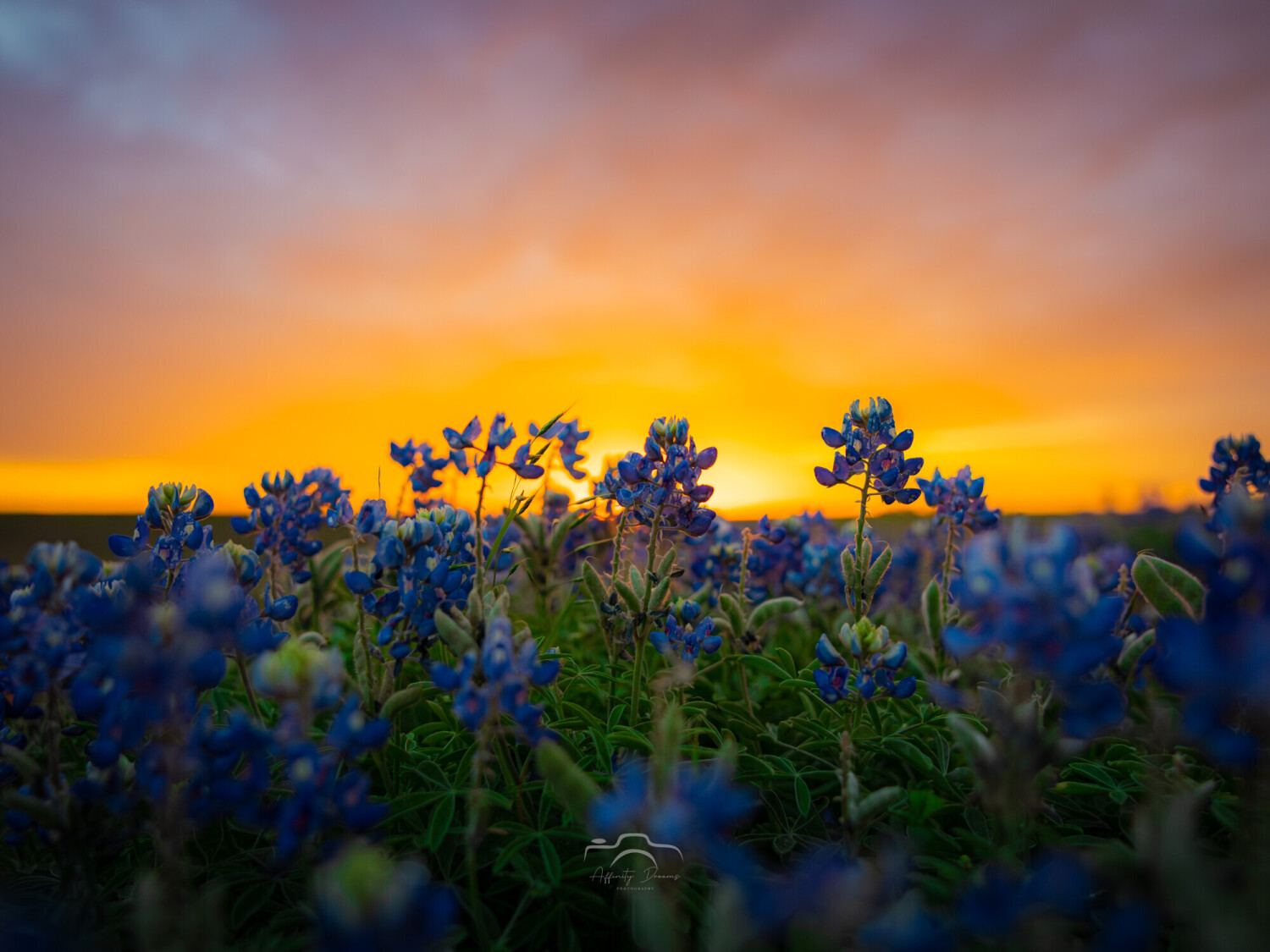 Heartbeat of Texas Spring