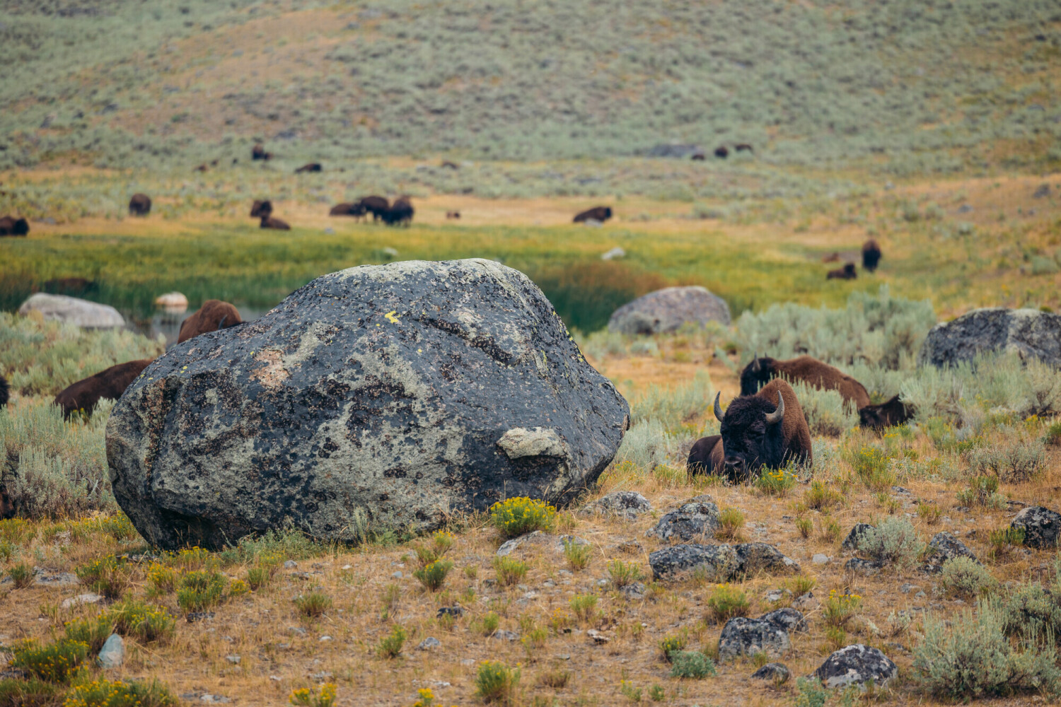 Buffalo Heard and I answered