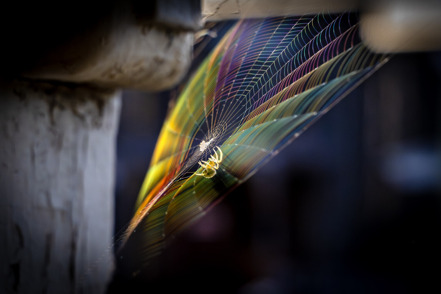 Iridescent Web