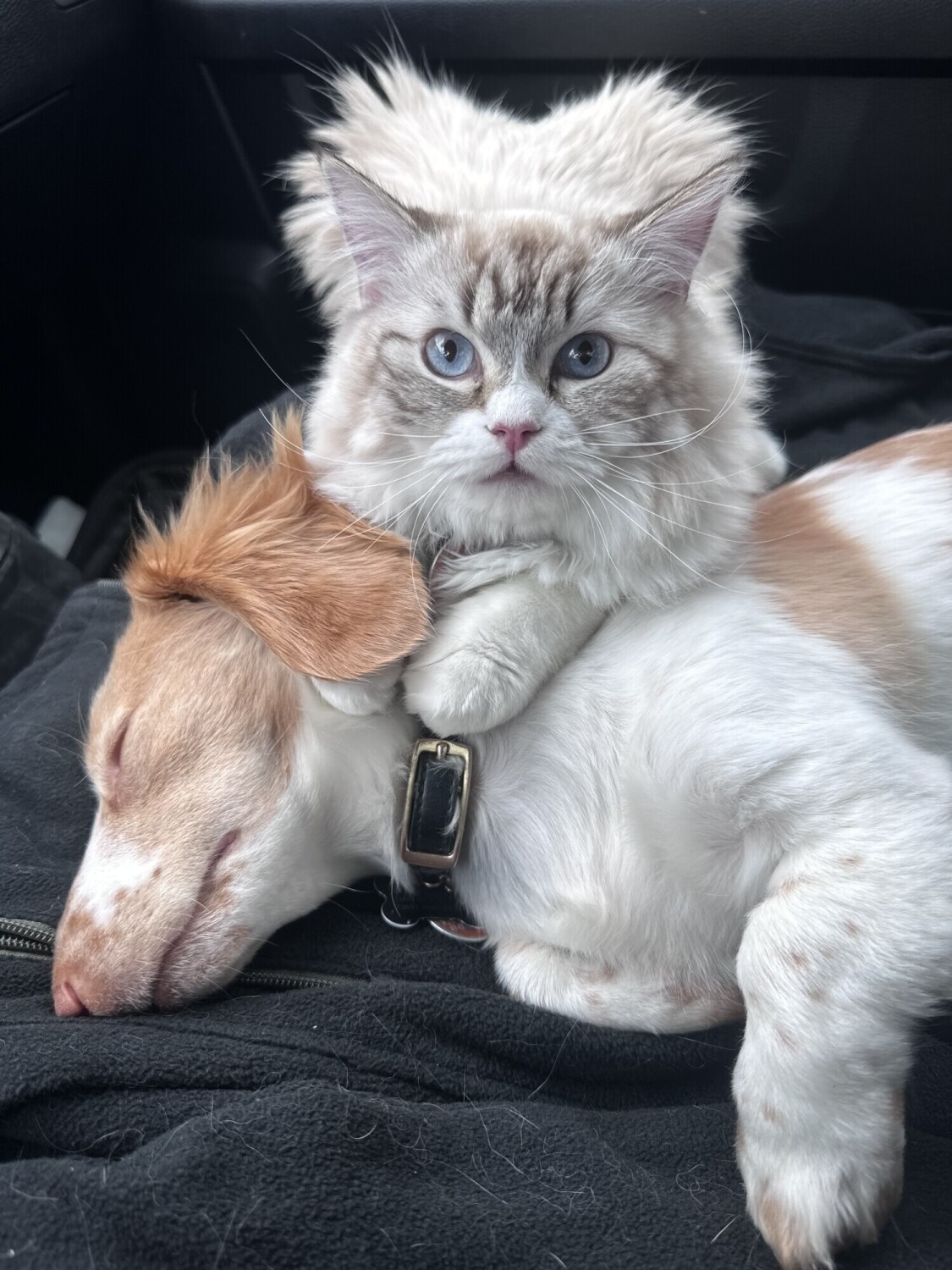 Maggie Mae and Chloe