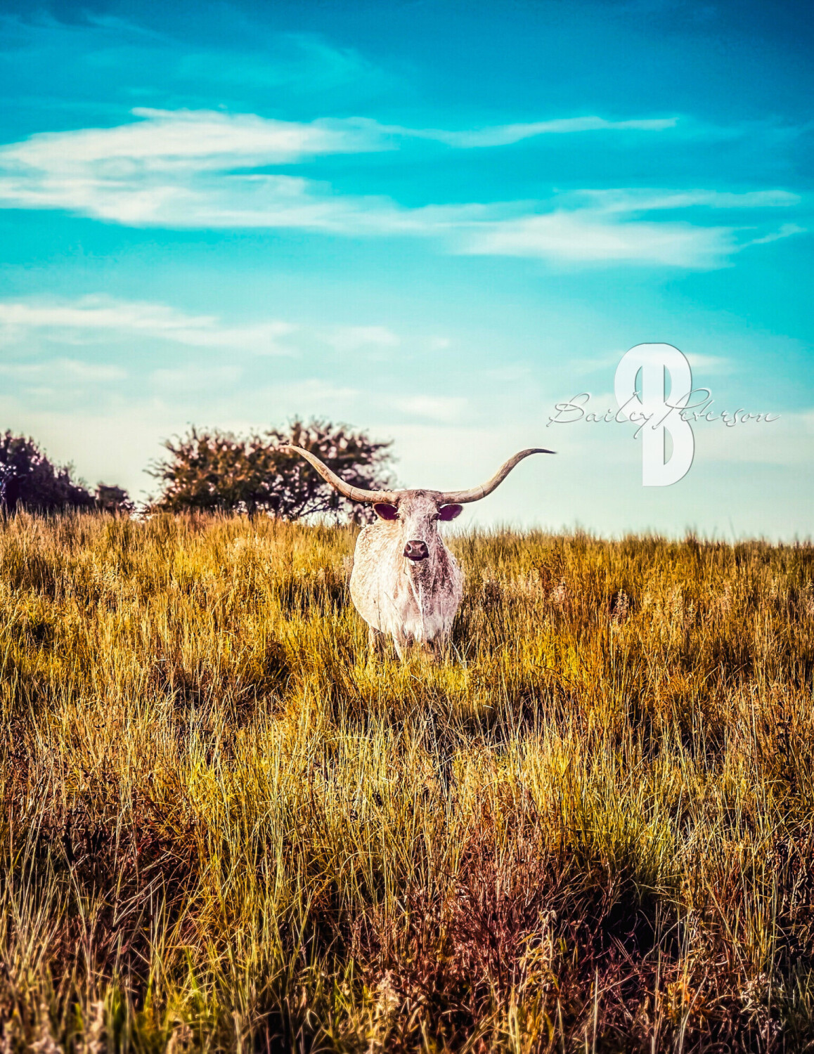 Oklahoma longhorn