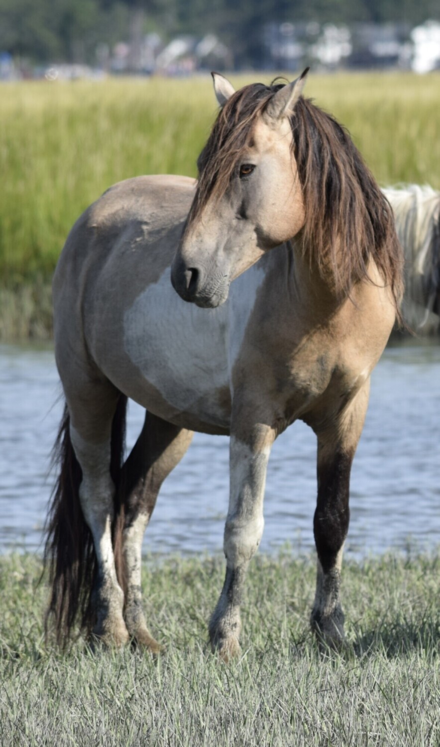 Tornado’s Legacy of Assateague