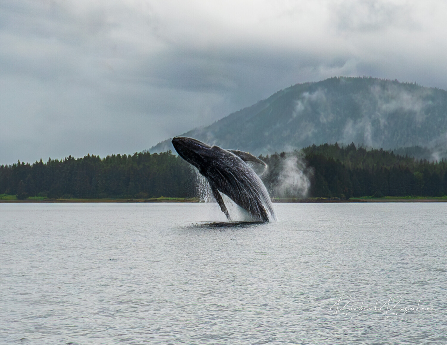 Breaching Humpback Whale in Icy Strait, Alaska