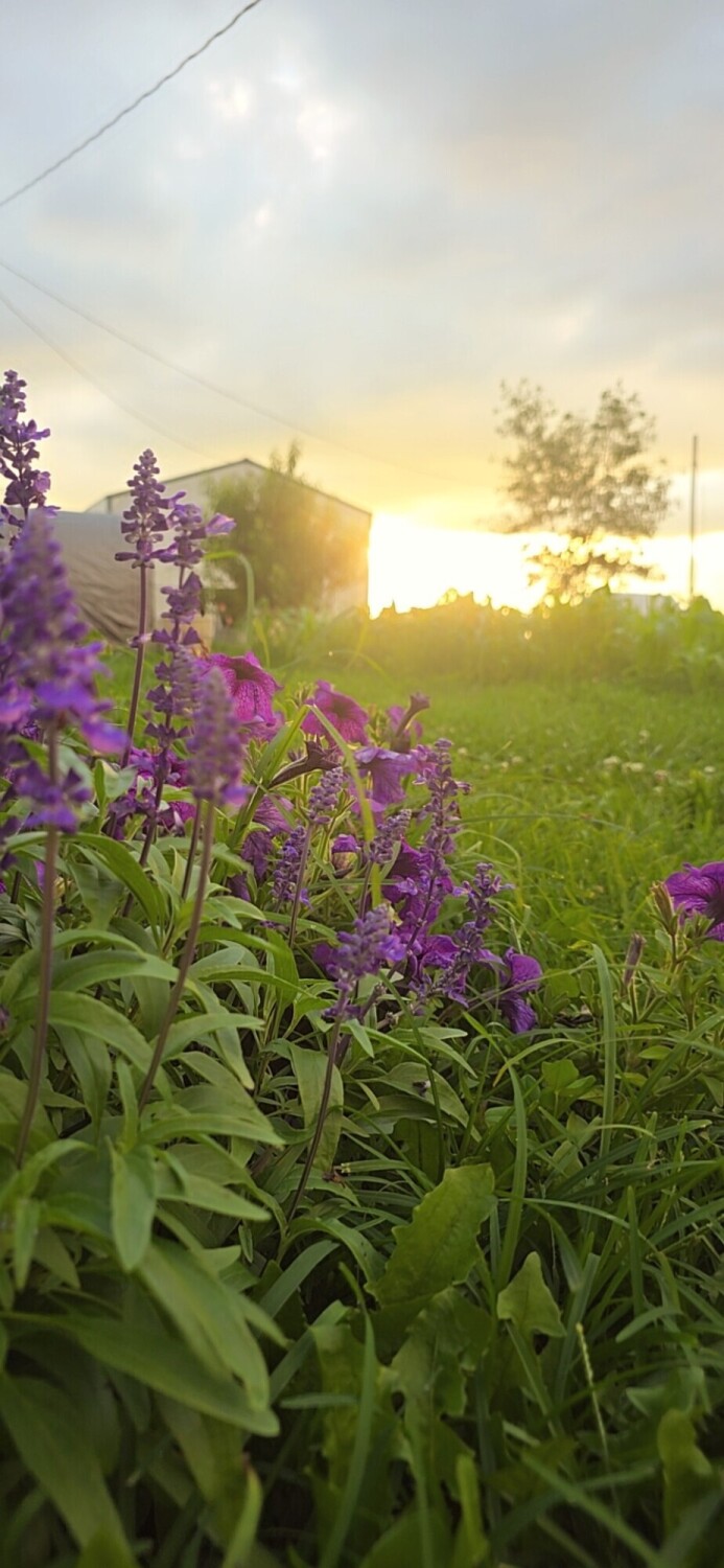 Summer evenings