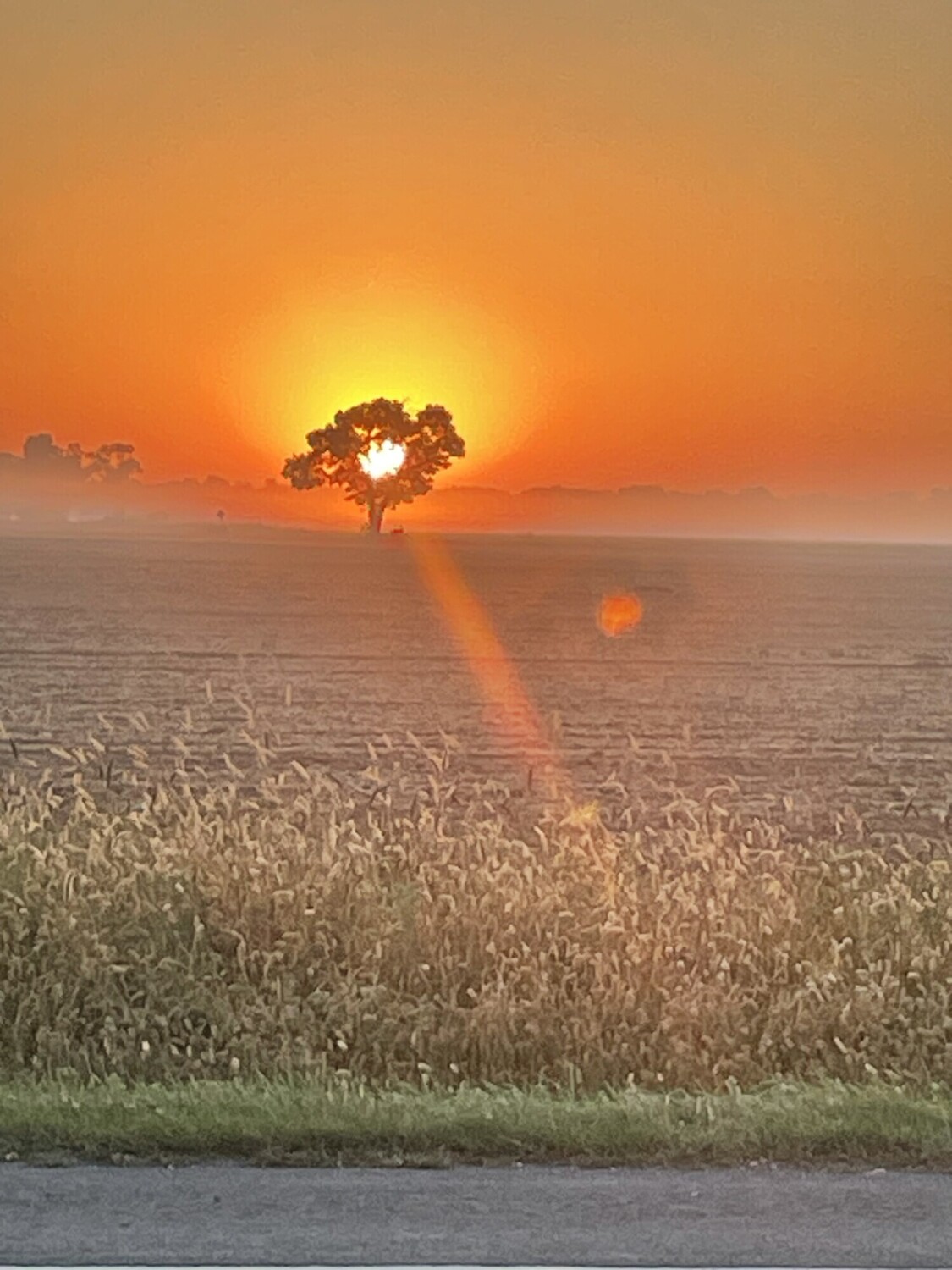 My tree
