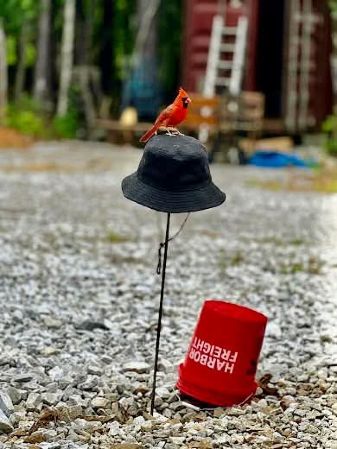 Northern Cardinal