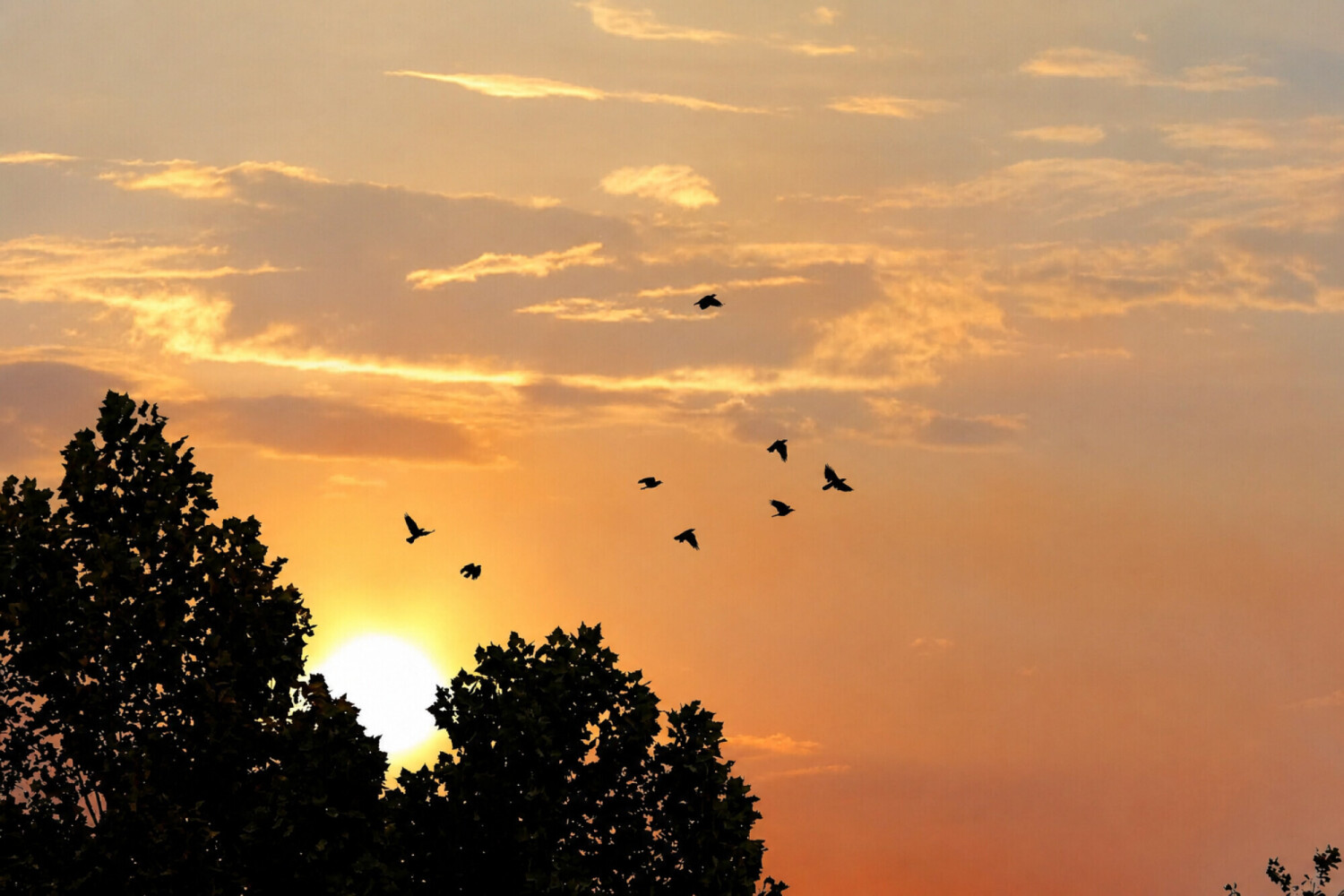 The Last Flight