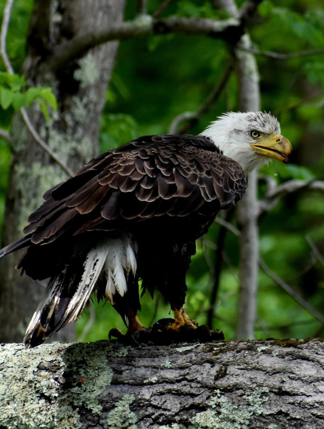 Lunch With An Eagle