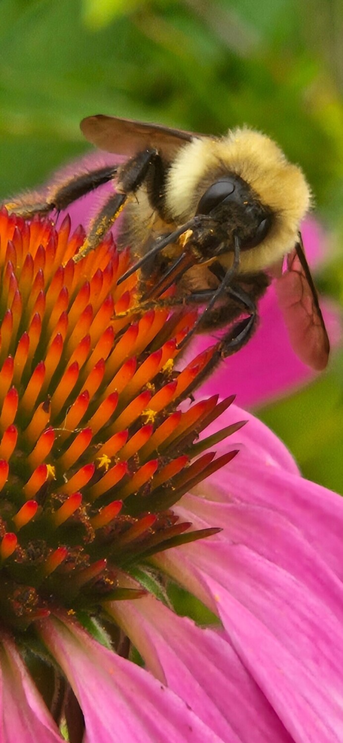 Nectar of Life