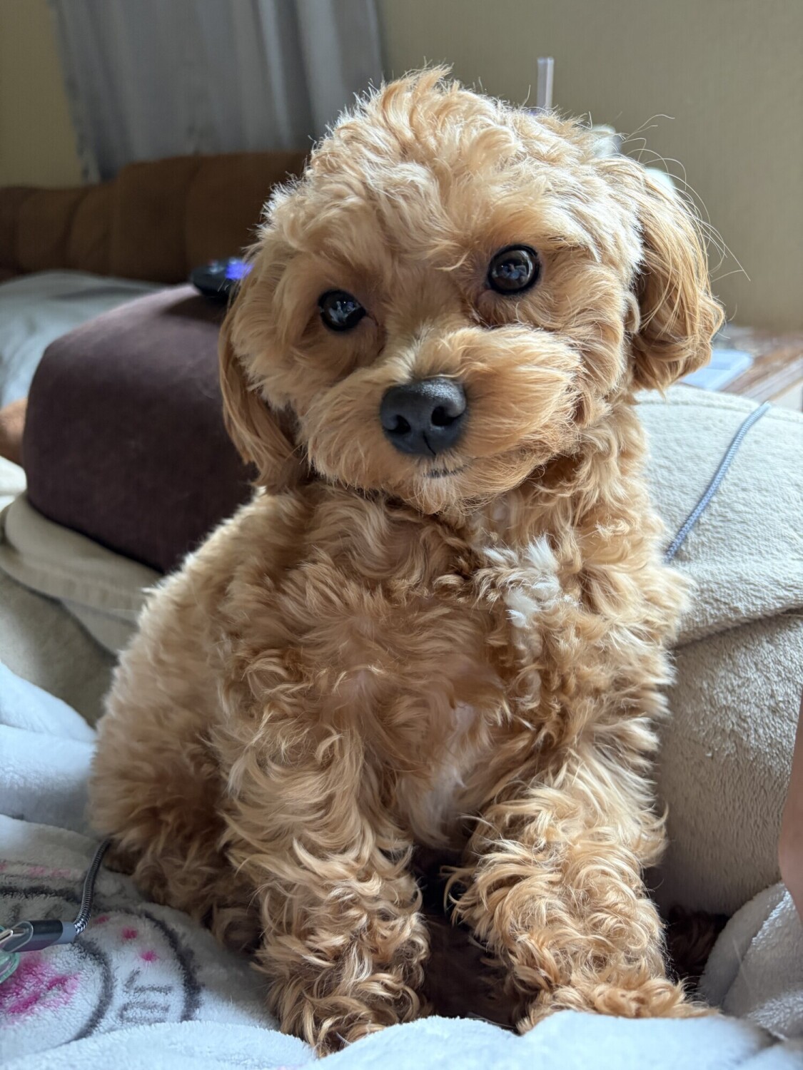teddy
