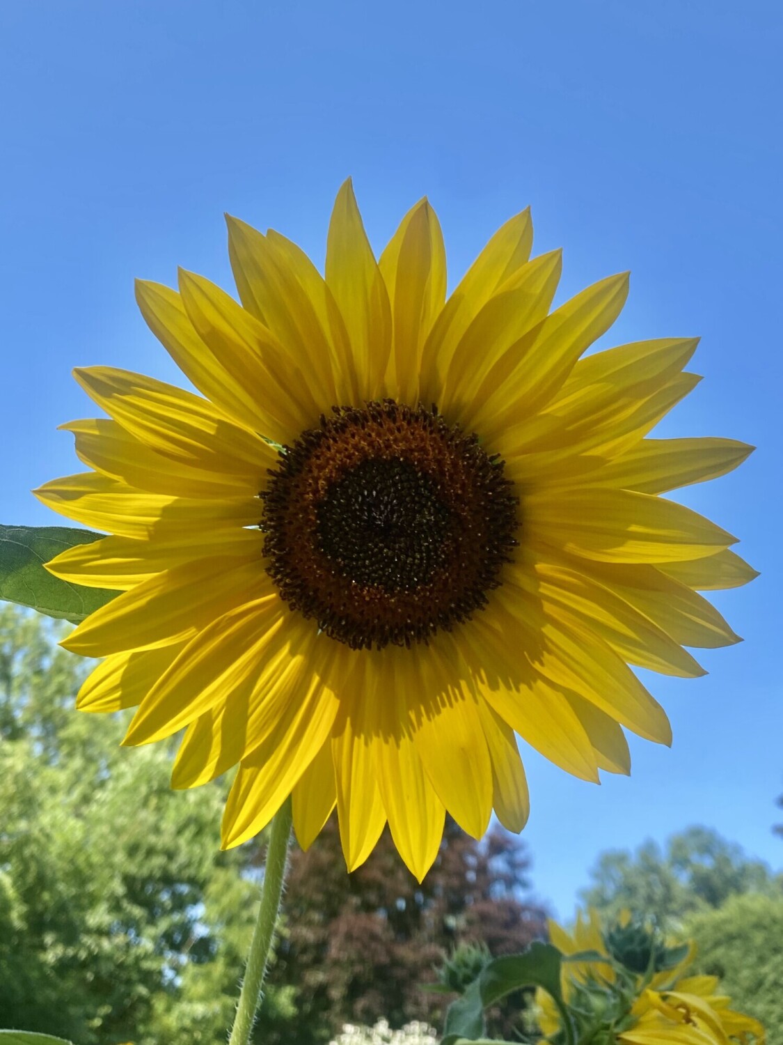 Sunflower