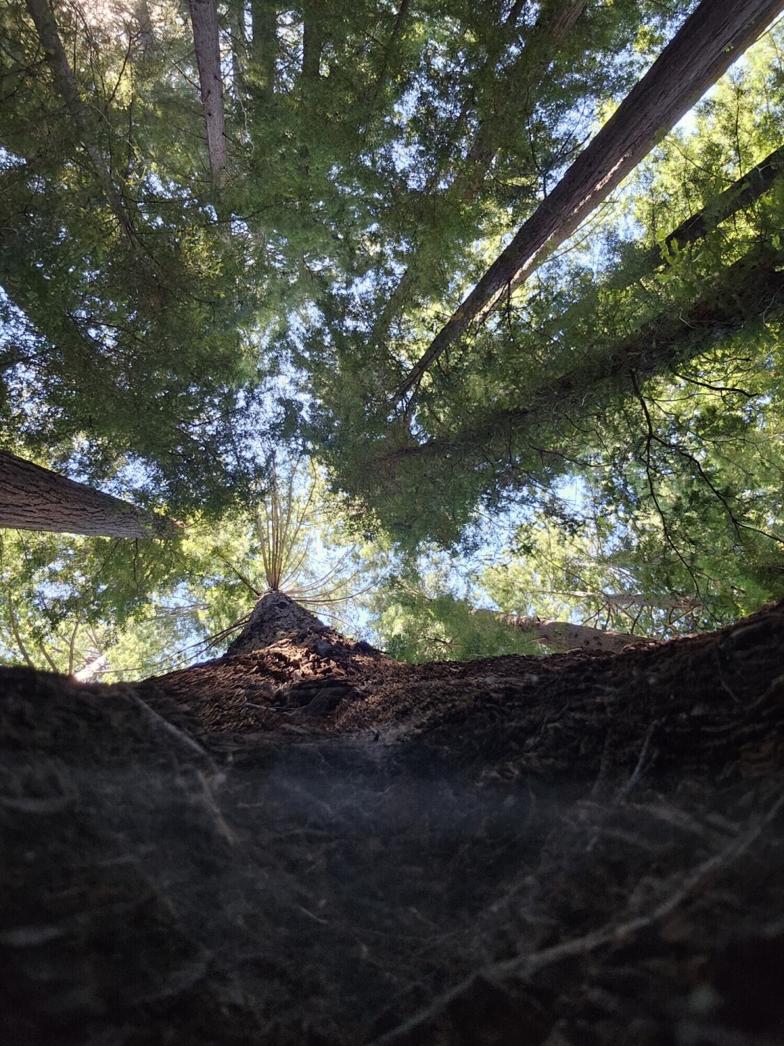 Looking up