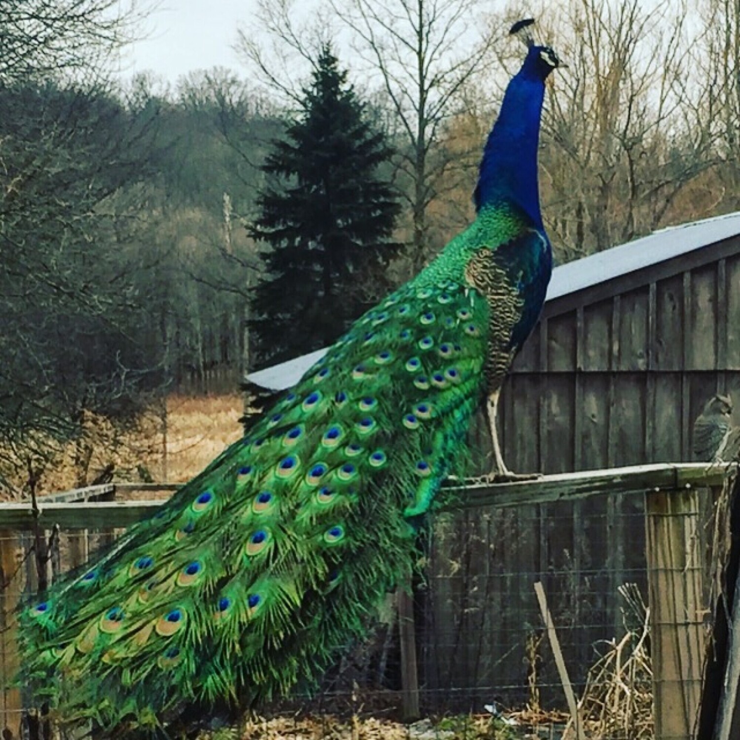 Regal Peacock