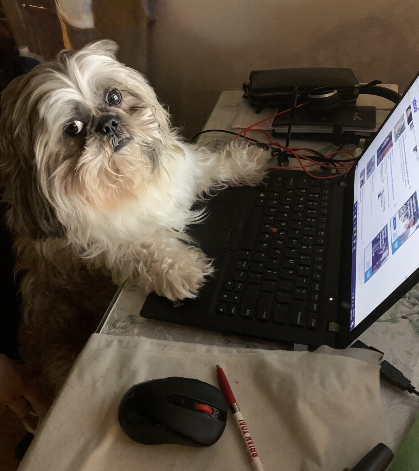 Bailey working from home