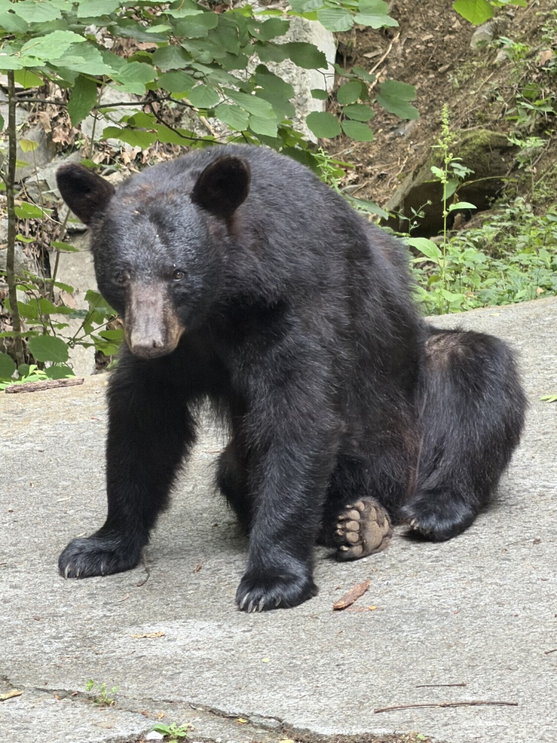 Bear with me, I'm just trying to look majestic.