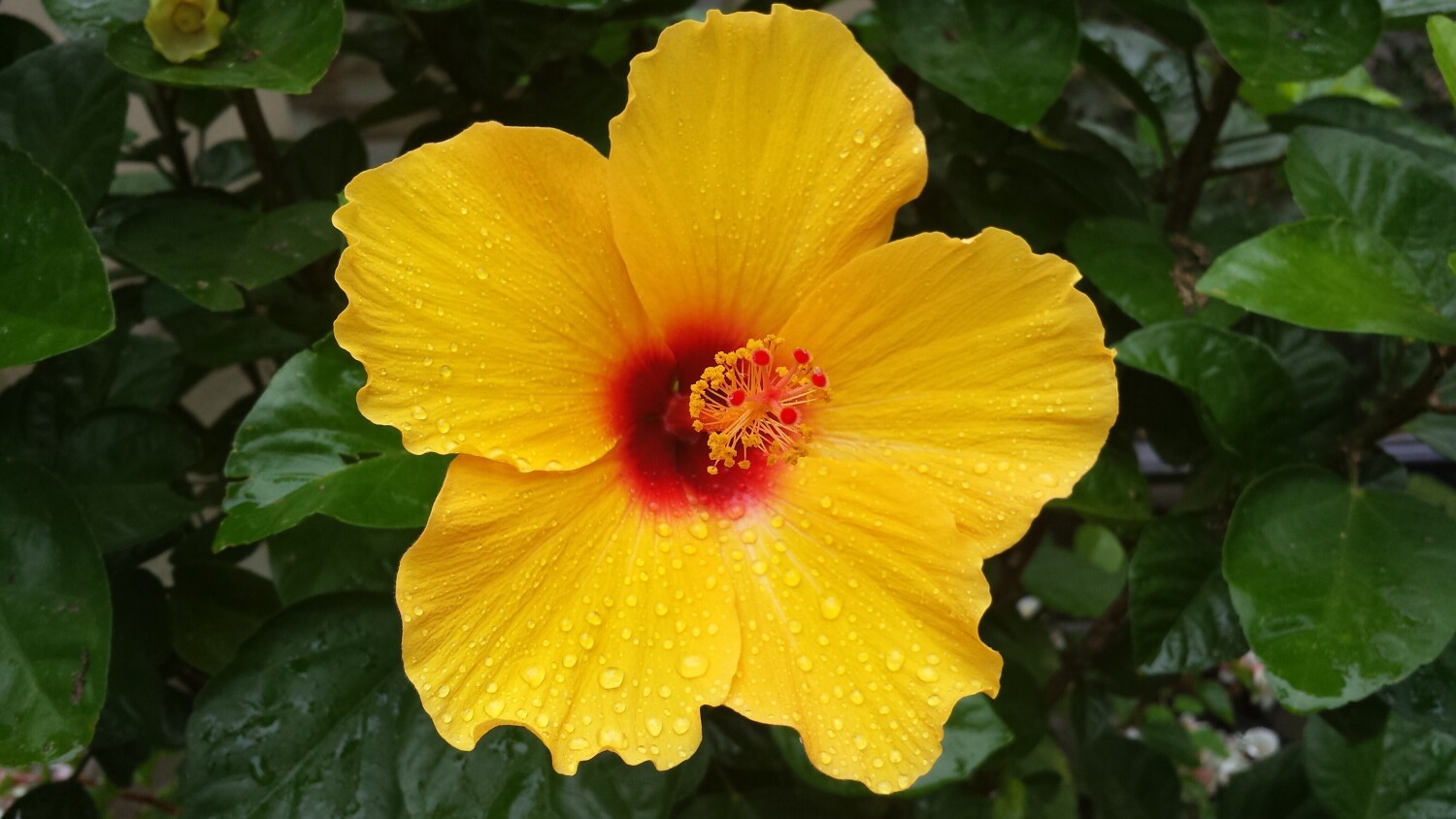 Yellow hibiscus
