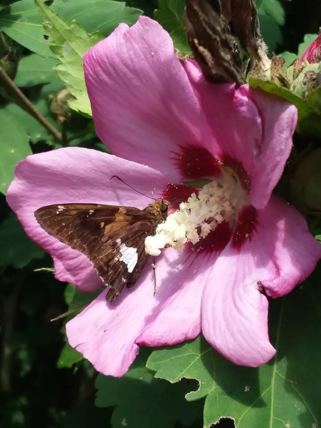 Butterfly exploring nature