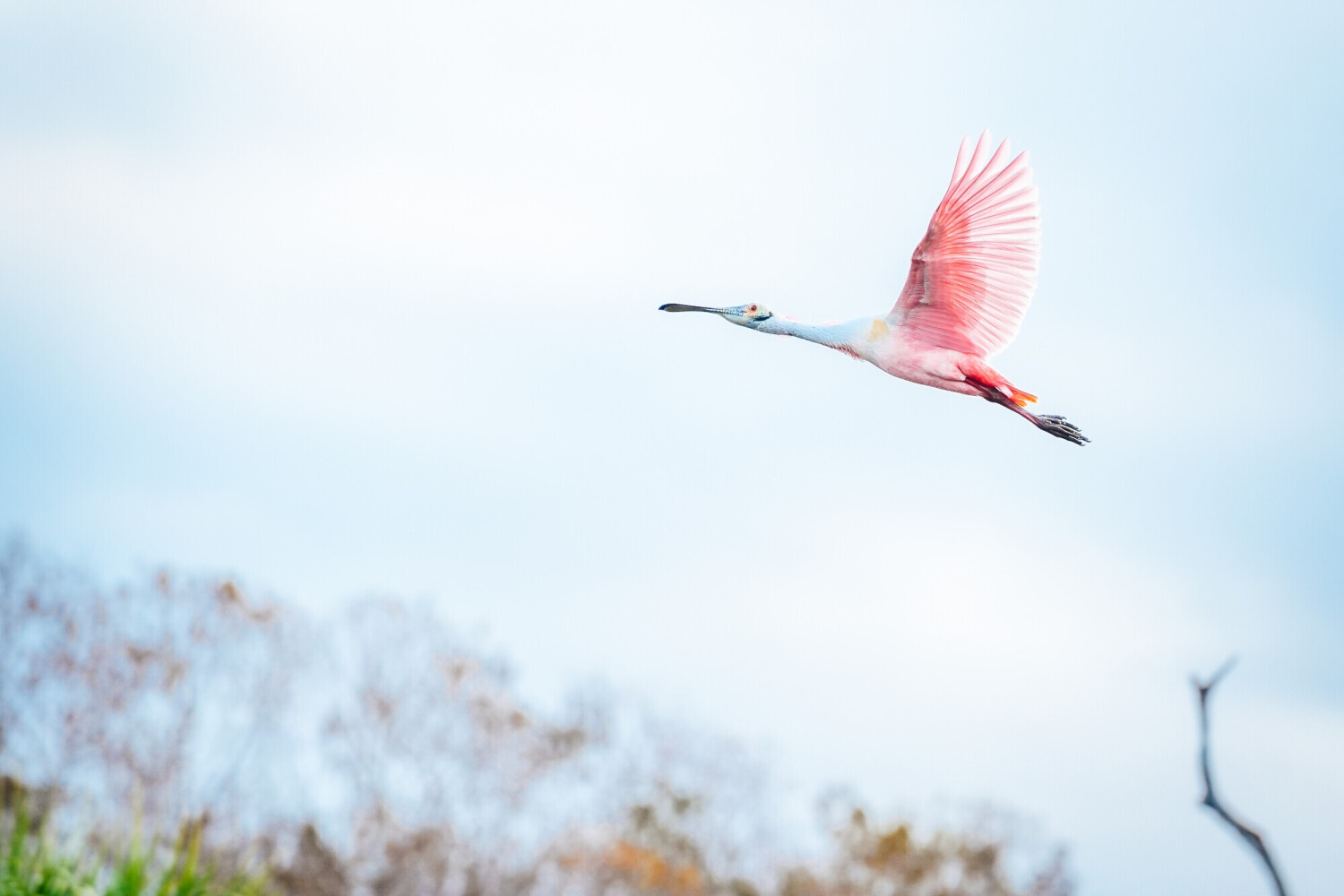 Take Flight