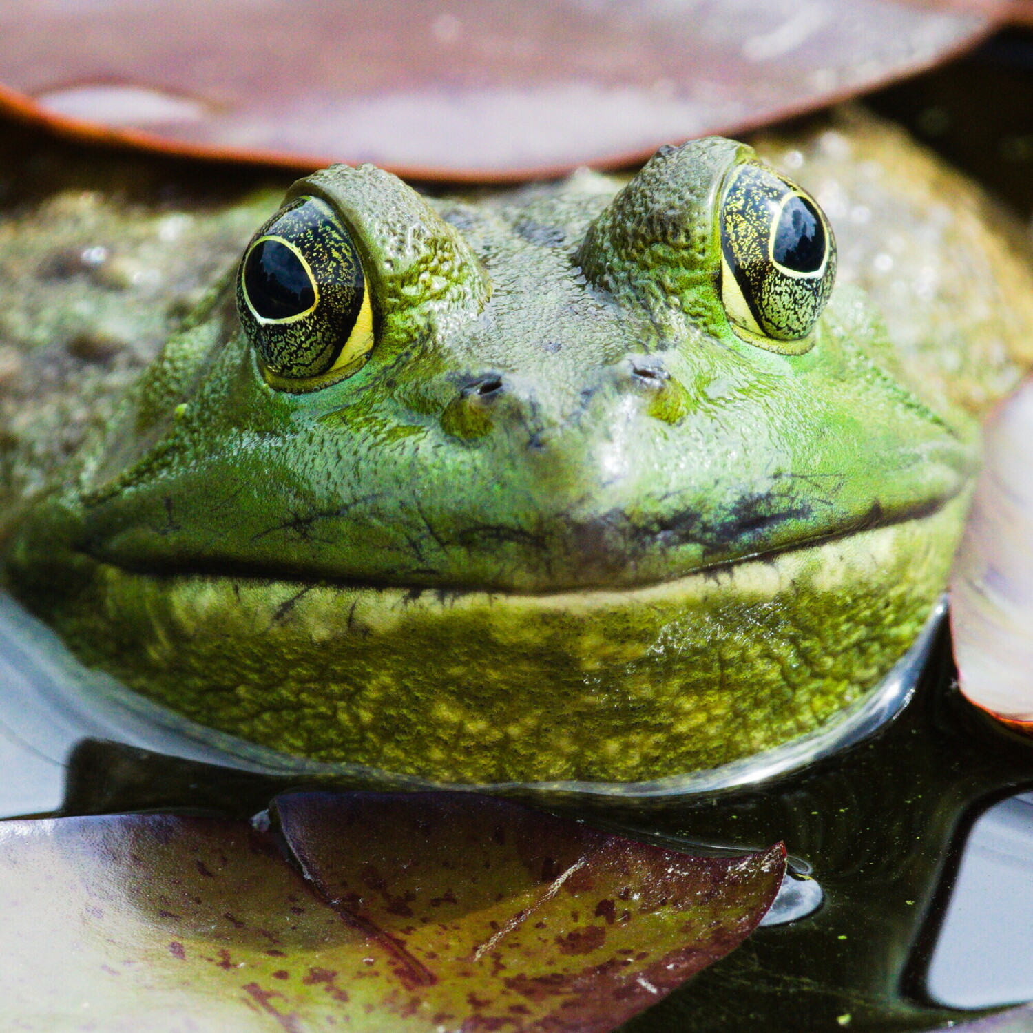 Happy Frog