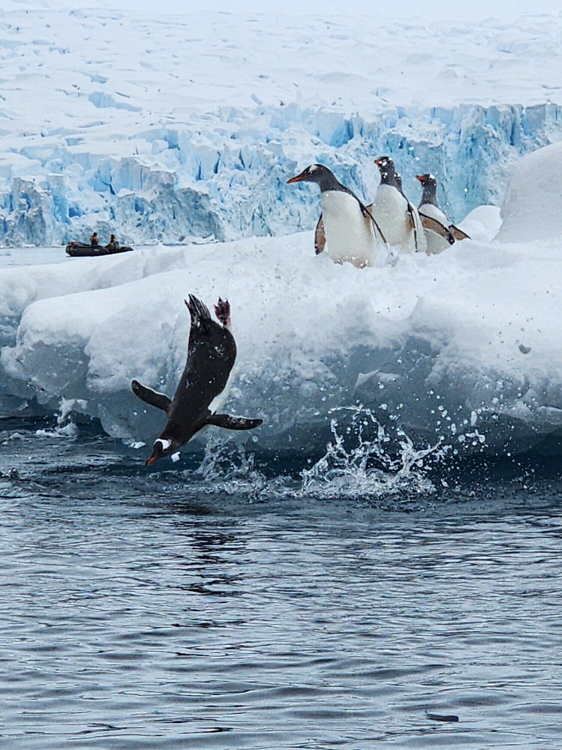Penguin Party