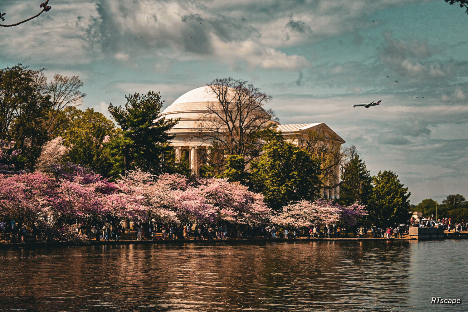 Cherry Blossom in DC