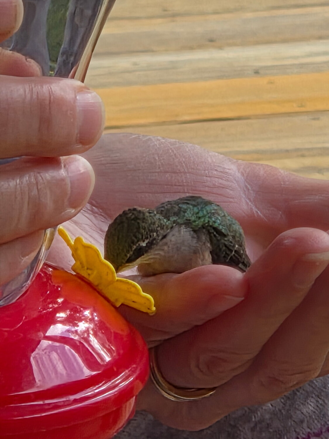 Baby hummingbird
