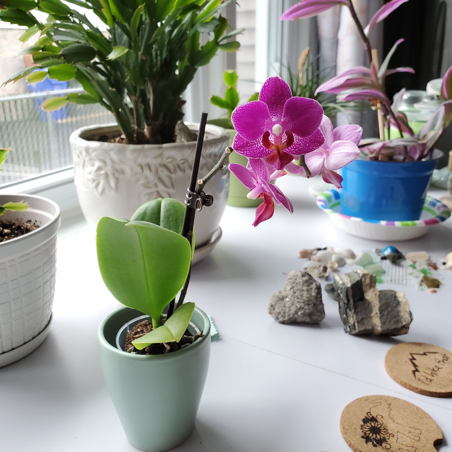 Light, Hope, Growth ♡