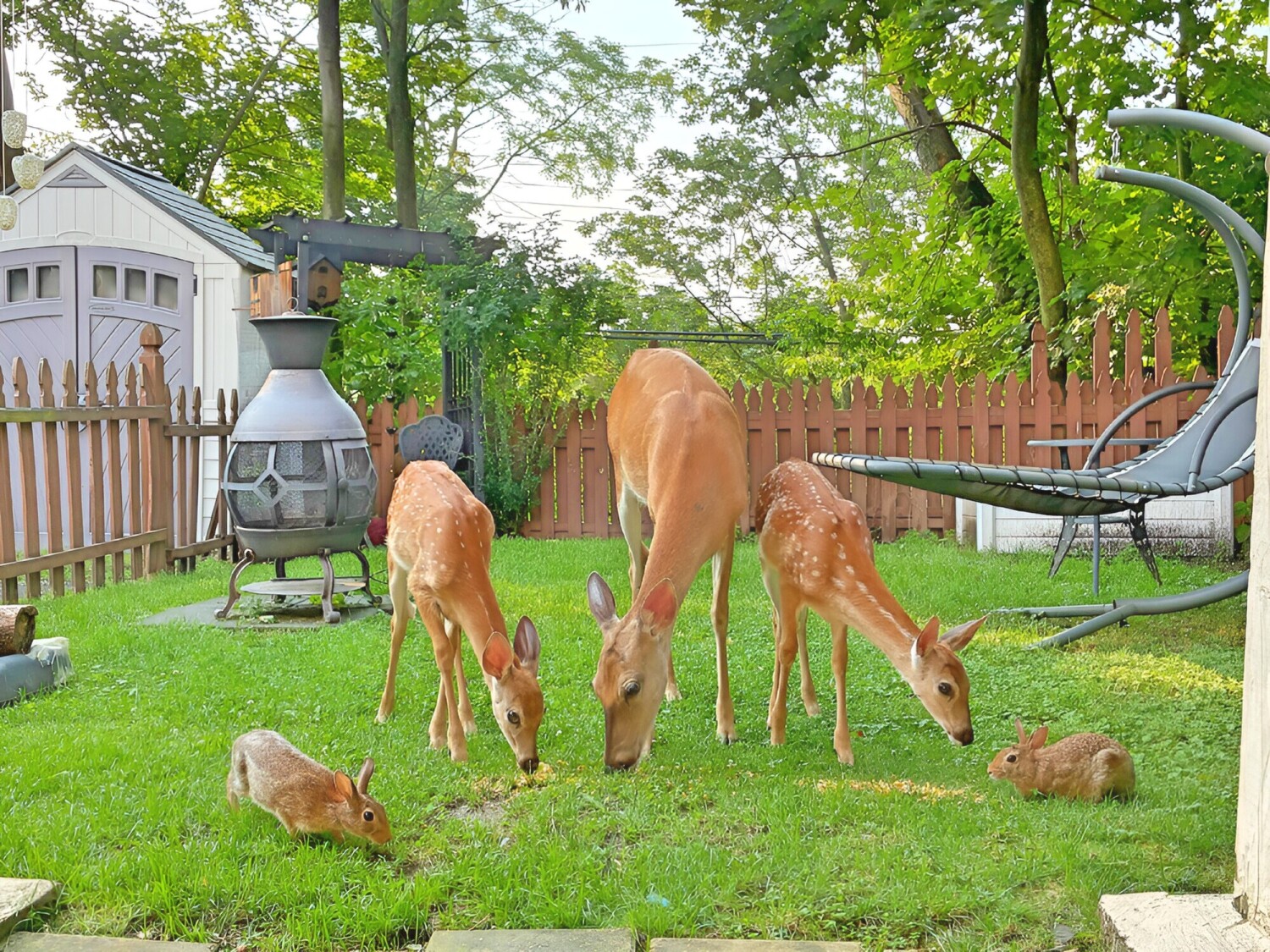 Deer with rabbits eating