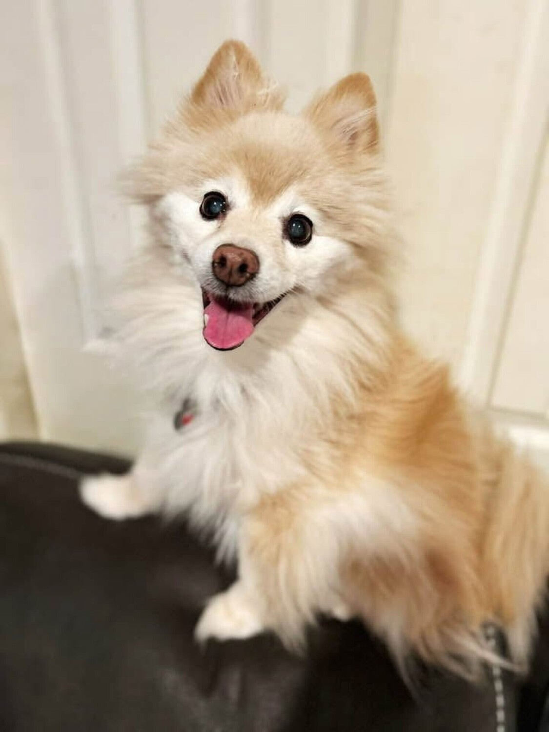 Buddy
